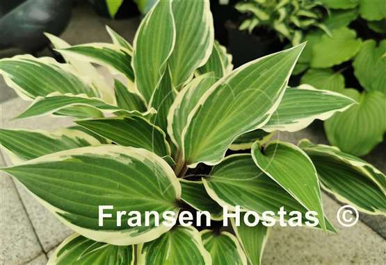 Hosta Miss Lya